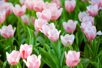 Fototapeta premium Close up flowers background. Amazing view of colorful pink tulip flowering in the garden and green grass landscape at sunny summer or spring day.