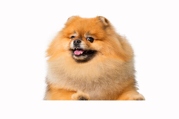 Obraz premium Portrait of a cheerful red spitz. Isolated on a white background. High quality photo