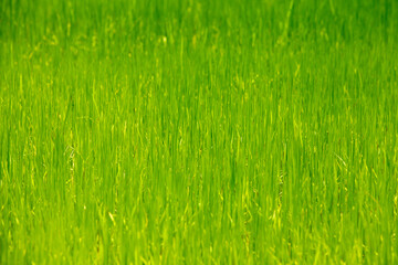 Obraz premium Green grass background