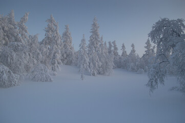 Naklejka premium snow covered trees in winter