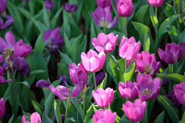 Purple tulips in the garden.