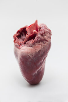 Pig hearts.,raw pig heart close-up isolated on white background.