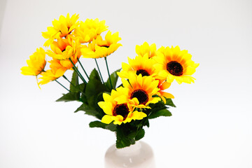 Yellow sunflower on white background.