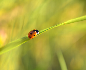 ladybug on grass