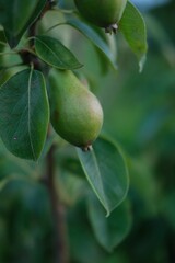 Ripe pear growing on a tree with green leaves on green blurred background 