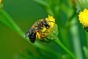 Gemeine Seidenbiene, Buckel-Seidenbiene // plasterer bee (Colletes daviesanus) 