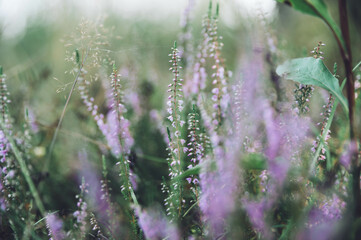 Violet Heather flowers field Calluna vulgaris. Small pink lilac petal plants, soft background. shallow depth of field.
