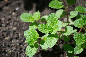Mint mint (Mentha crispata) organically grown in the city of Rio de Janeiro, Brazil. © Nathalia Guimarães