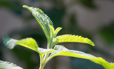 False lemongrass (Lippia alba) organically grown in the city of Rio de Janeiro, Brazil.