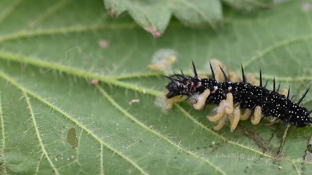 Parasitic Wasp Larvae Emerging From Peacock Butterfly Caterpillar 
