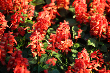 Abstract background of flowers orange. Close-up.