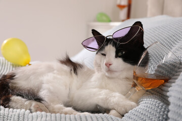 Fototapeta na wymiar Cute cat with sunglasses and glass of alcohol on bed at home. After party hangover