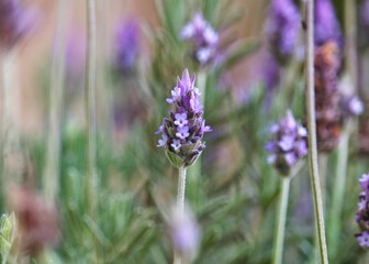 bee on lavender