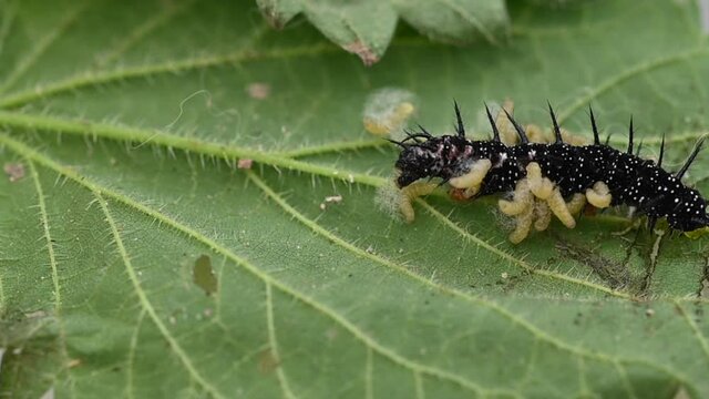 Parasitic Wasp Larvae Emerging From Peacock Butterfly Caterpillar