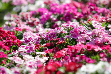 Colorful flower garden.