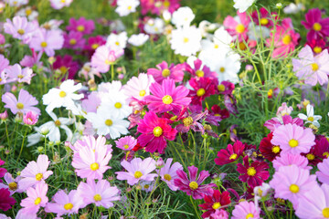 Fototapeta premium Flower garden,flower bouquets,Close-up.