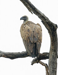 White backed vulture on a perch