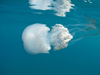 Giant barrel jellyfish (Rhizosthoma lutheum) floating in open waters. Mediterranean Sea.