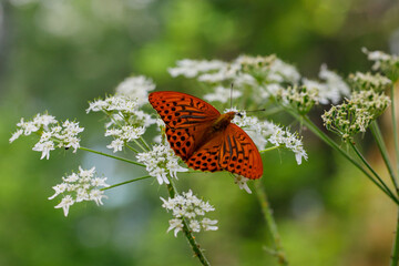 Butterfly Argynnis paphia, Silver-Washed Fritillary on bloomin grass in forest in sunny day