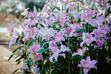 Lily colorful flower garden.