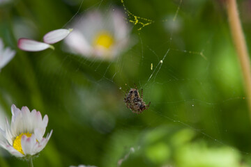 small spider in the center of its web in the forest of Bulgaria