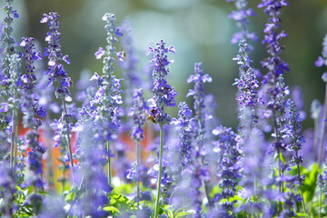 Natural flower background, Amazing nature view of purple flowers blooming in garden under sunlight at the middle of summer day,Blue salvia in garden Purple.