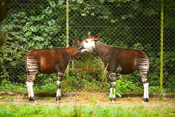 Bongo antelope (Tragelaphus eurycerus) with different horns stands on the green grass