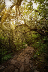 Fototapeta na wymiar Rays of Light through the Trees on Madeira Island, Portugal