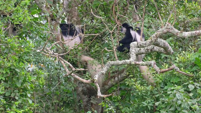 mantled guereza (Colobus guereza), also known simply as the guereza, the eastern black-and-white colobus, or the Abyssinian black-and-white colobus, Arusha National Park, Tanzania, Africa