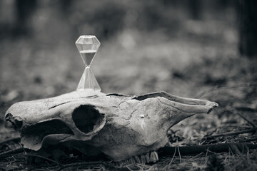Hourglass on horse's skull, concept of time is fleeting.