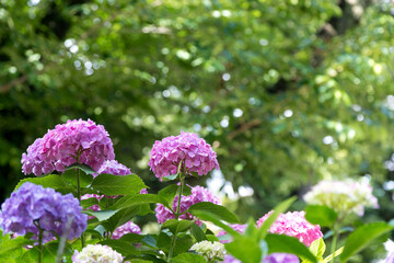 晴れた日の下町の紫陽花　東京都文京区　日本