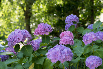 晴れた日の下町の紫陽花　東京都文京区　日本