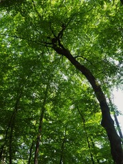 Las, drzewa i ścięte drewno