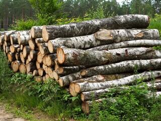 Las, drzewa i ścięte drewno