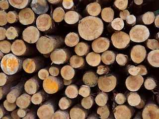 Möbelaufkleber Las, drzewa i ścięte drewno © Pio Si