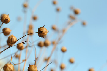 Beautiful dry flax plants against blurred background, closeup. Space for text