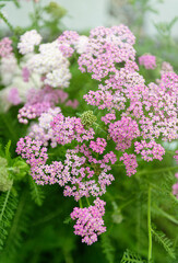 Top View of Pink Yarrow Flowers Growing Outside in Summer
