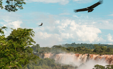 Condor over Iguazu