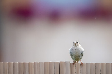 Young Sparrow