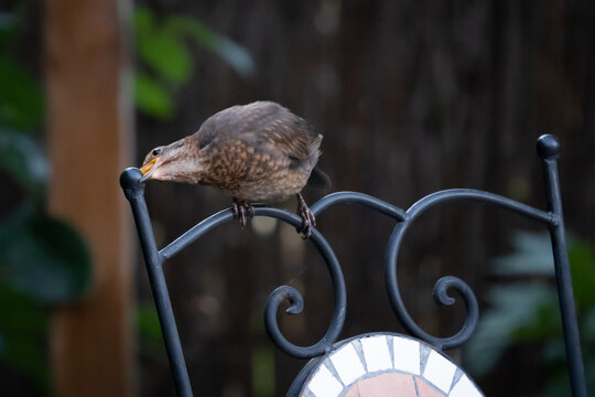 Young Common Black Bird (Turdus Merula)