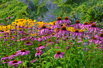 Echinacea blüht farbenfroh im Park