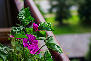 Amarantowy kwiat, rosnący i kwitnący w skrzynce balkonowej. Amaranth flower, rising and blooming in a balcony box . - obrazy, fototapety, plakaty
