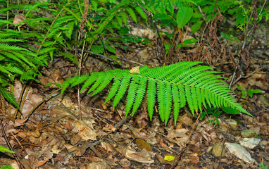 Paproć. © Grzegorz