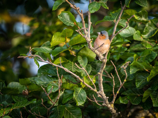 Common Chaffinch in Bellmunt
