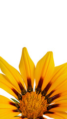 Vertical banner with big yellow petals of bright yellow flower, top view, place for text, copy...