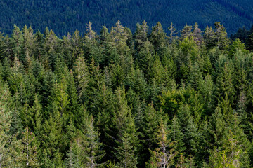 Silbertannen Tannen Abies alba Nadelwald Schwarzwald Bäume Zapfen Sommer Hintergrund grün Deutschland Natur Baum Bäume Holz Forstwirtschaft Natur Waldbauern Aussicht Panorama Bad Wildbad Edeltanne 