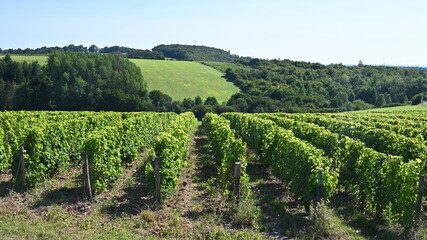 Fototapeta na wymiar View of a vineyard in the Loire Valley