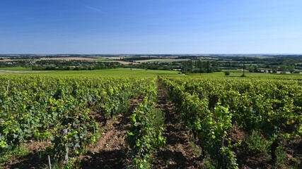 Fototapeta na wymiar View of a vineyard in the Loire Valley at the end of a summer afternoon