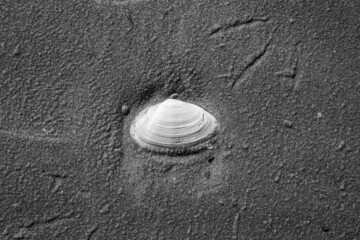 coquillage,nacre,art,fineart,fine art,plage,sable,noir et blanc,photographie,gros plan,coquille,beauté,décoration,tableau,noir,gris,blanc