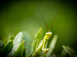 Praying Mantis